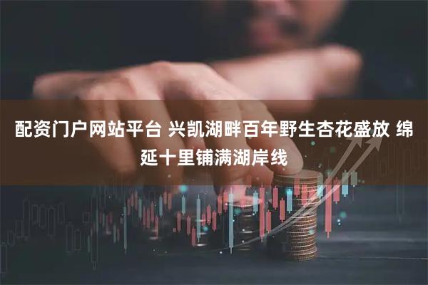 配资门户网站平台 兴凯湖畔百年野生杏花盛放 绵延十里铺满湖岸线